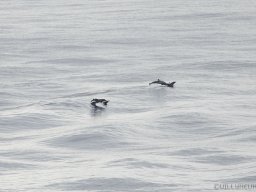 QueenVictoria2015-062